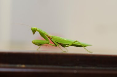 Asya mantis portresi