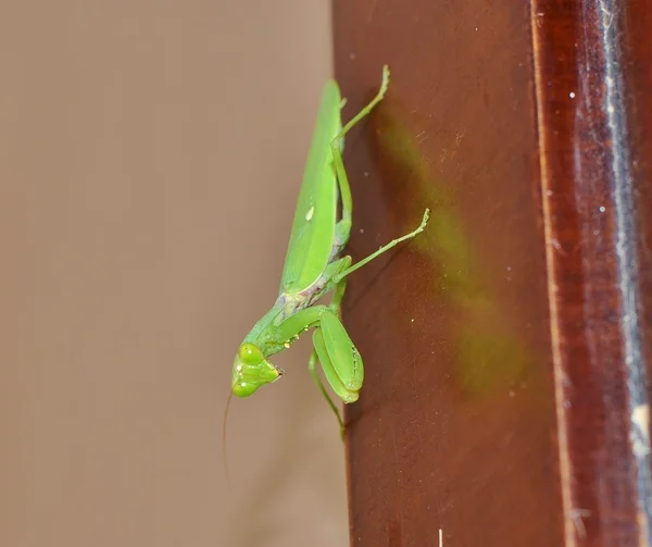 Asya mantis portresi