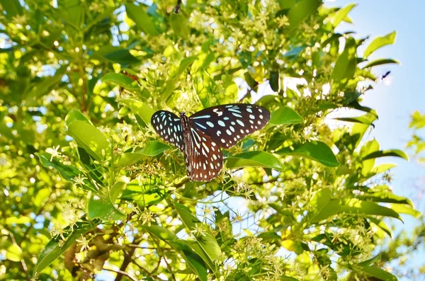 Butterfly on the background of trees and sky — 스톡 사진