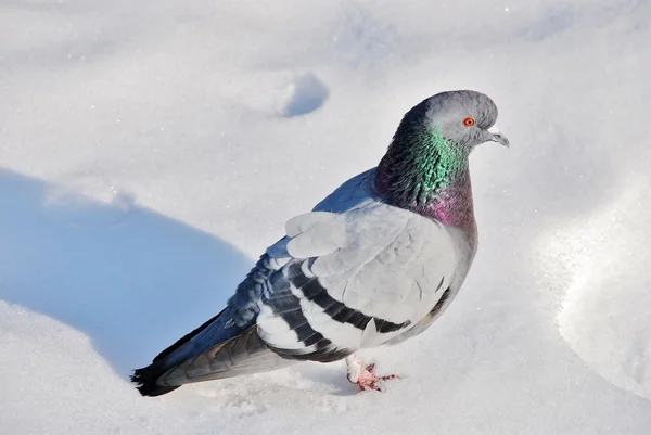 Porträt einer Taube im Schnee — Stockfoto