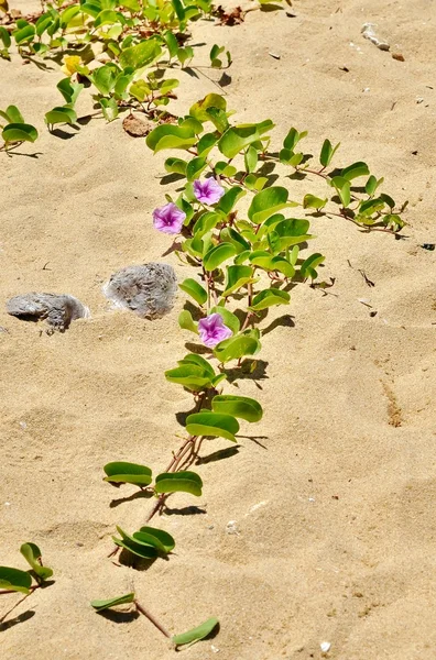 Связанные тремя бледно-фиолетовыми цветами, ползущими по пляжу — стоковое фото