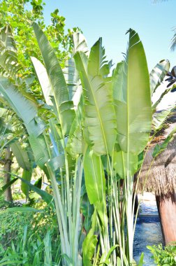 Kuzgun - ağaç yolcuları