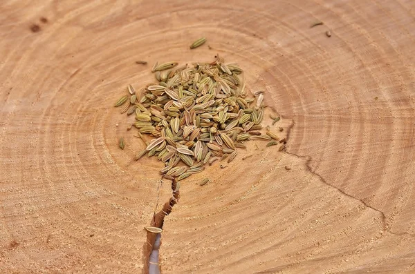 Rezene Tohumları bir kesme bir ağaç üzerinde