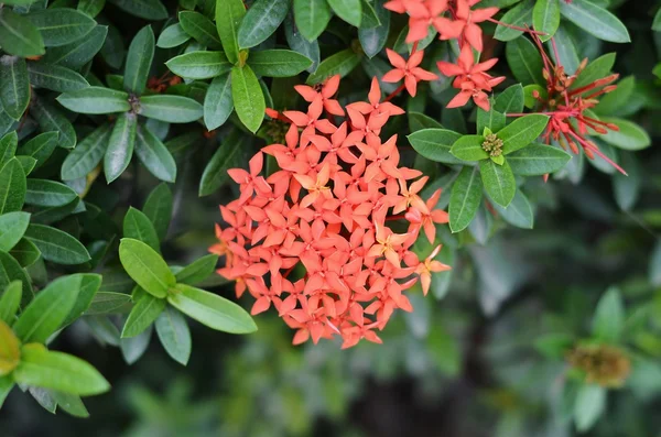 The inflorescence of small red flowers on a green bush — Stock Photo, Image