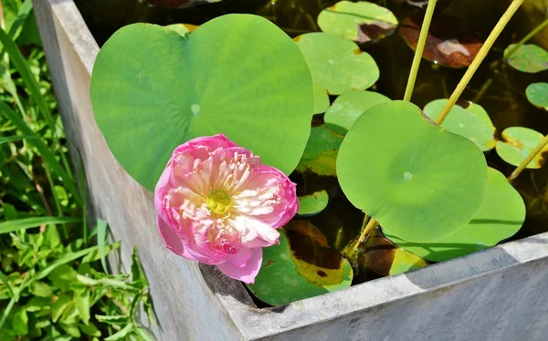 Tam lotus çiçeği unleash