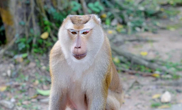 Retrato de um macaco malvado — Fotografia de Stock