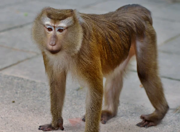 Retrato de macaco com olhos de luto — Fotografia de Stock