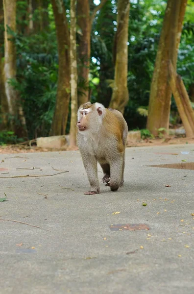 O líder de macacos andando em suas posses — Fotografia de Stock