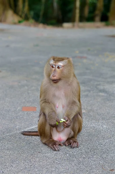 Macaco senta-se e olha para o lado — Fotografia de Stock