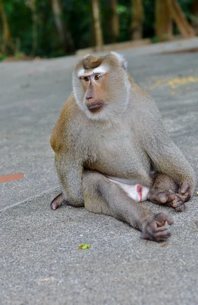 A maioria dos macacos selvagens se senta e olha para o lado — Fotografia de Stock