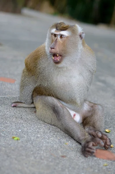 Macaque sentado no pavimento e escrever — Fotografia de Stock