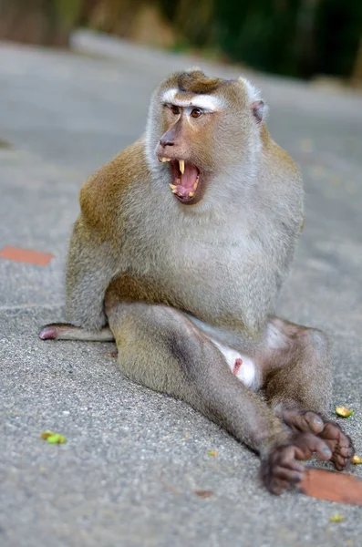 Macaque sentado no pavimento e escrever — Fotografia de Stock