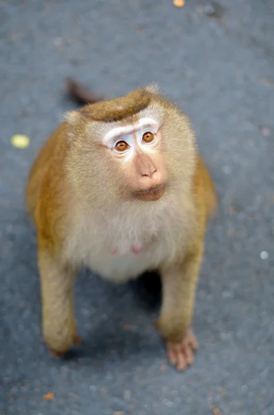 Portrait of macaque with mournful eyes — Stock Photo, Image