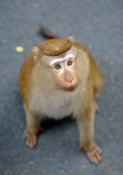 Portrait de macaque aux yeux tristes — Photo