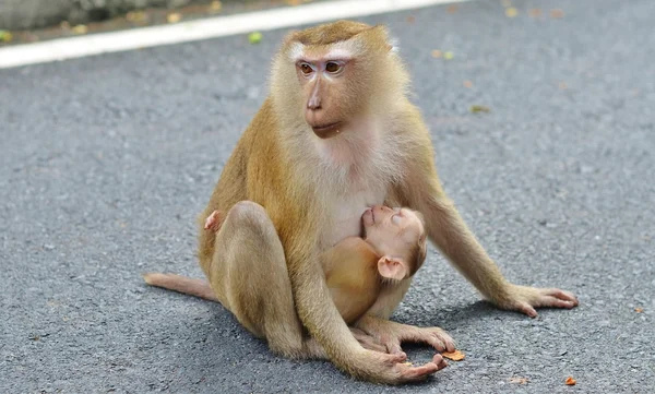 Mamãe macaco alimenta um filhote de sono em uma posição sentada — Fotografia de Stock