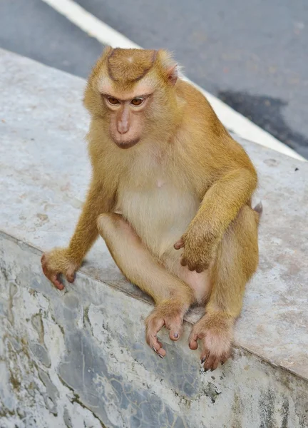 Macaco pensativo senta-se em um concreto apoiado em uma perna — Fotografia de Stock