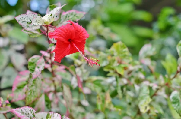 Beautiful red hibiscus — Stock Photo, Image