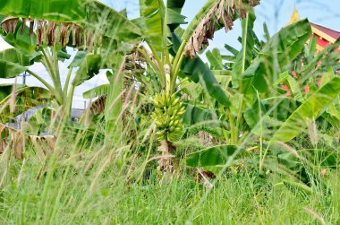 Muz ağacı için uzun otların yeşil muz ile