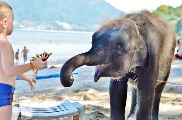 흰 머리를 가진 소년 해변에서 바나나 코끼리 피드 로열티 프리 스톡 사진