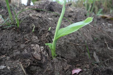 Muz Ağacı Tomurcukları, Yeşil Tropik Ağaç Tomurcukları
