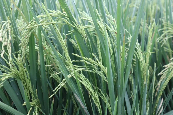 Taze Yeşil Pirinç Bitkileri, Oryza Sativa veya Asya Pirinci