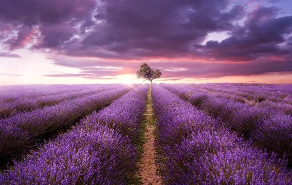 太陽が沈む夏の夜に畑で紫色のラベンダーの列 写真複合体 — ストック写真