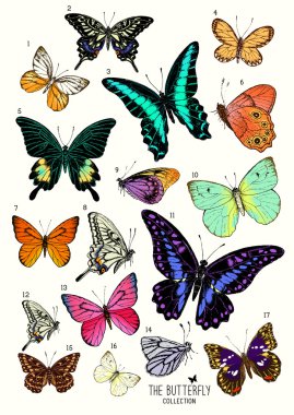 Large Collection of Butterflies clipart
