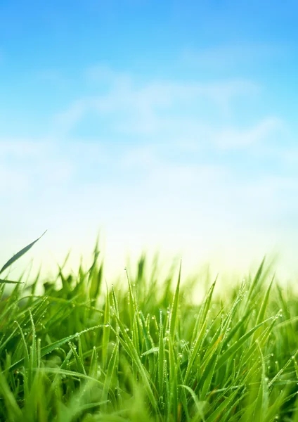 Fresh Spring Grass — Stock Photo, Image