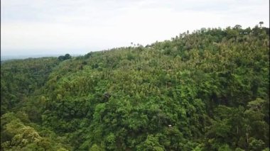 Yoğun tropikal yağmur ormanlarının ağaç tepe örtüsünün hava aracı görüntüsü. Endonezya, Bali 'deki dağlarda orman