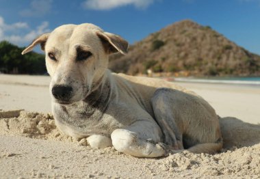 Kumlu bir plajda bir köpeğe yaklaş. Kumsalda, deniz kumunun önünde tatilde sevimli bir köpek.