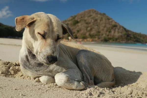 Feche de um cão em uma praia arenosa. Cão bonito em férias na praia em frente à areia do mar — Fotografia de Stock
