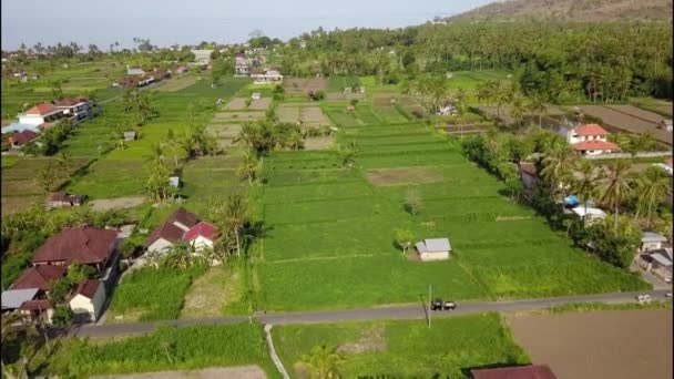 Güzel Yeşil Pirinç Tarlaları Villalar Evler Çatılar Palmiyeler Yol Manzarası — Stok video