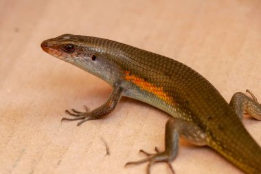 Bali 'de sıradan bir güneş lekesi var..