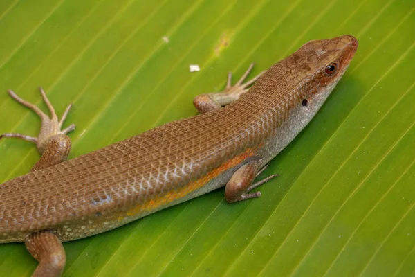 Primer Plano Eutropis Multifasciata Balinensis Bali Skink Outdoor Fauna — Foto de Stock