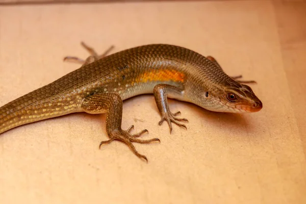 Närbild Gemensam Sol Skink Marken Bali — Stockfoto