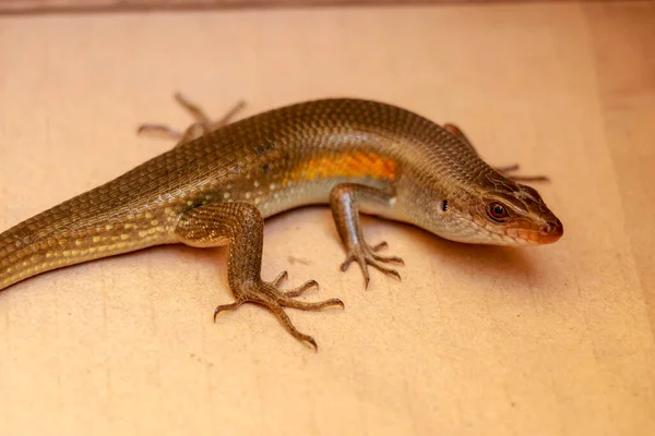 Close Common Sun Skink Ground Bali — Stock Photo, Image