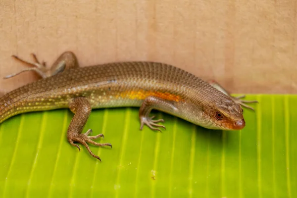 Närbild Gemensam Sol Skink Marken Bali — Stockfoto