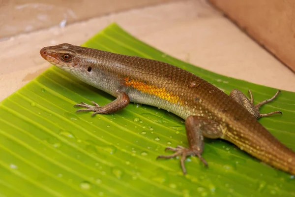 Μπαλινέζικο Skink Lizard Eutropis Multifasciata Ένα Υγρό Πράσινο Φύλλο Μεταξύ — Φωτογραφία Αρχείου