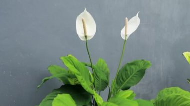 Doğadaki beyaz çiçeklere yakın plan: Calla veya Arum Lily çiçeği Zantedeschia aethiopica. Yazın tropik bahçe