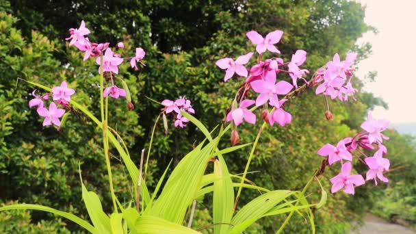 Blommor svajar i vinden. Rosa orkidéblomma, jordisk orkidé. Spathoglottis plicata, allmänt känd som den filippinska marken orkidé eller stor lila orkidé är en vintergrön — Stockvideo