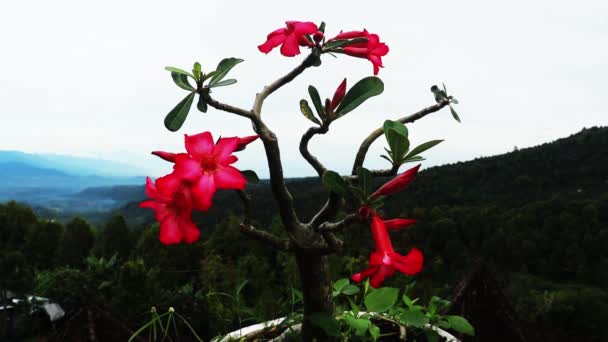 Çöl gülü, Sahte Azalea, Pembe bignonia ya da Impala zambağı gibi diğer isimlerle birlikte Adenyum obesum çiçekleri. Tabanda 5 taç yaprağı ve külah şeklinde pembe çiçekleri var. Bokeh ve bulanık ağaç sahnelerinde. Tayland — Stok video