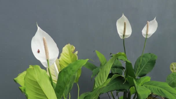 Primer plano sobre las flores blancas en la naturaleza: Calla o Arum Lily flor Zantedeschia aethiopica. Jardín tropical en verano — Vídeo de stock