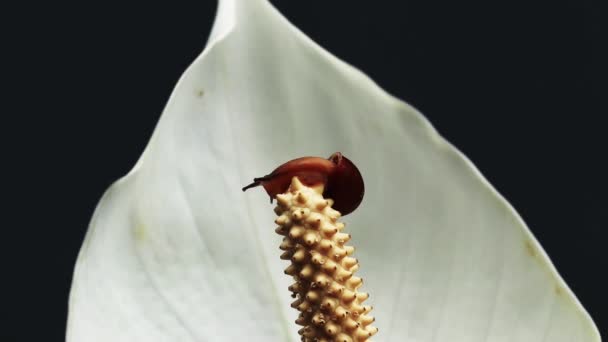 De slak beklimt de stamper van de plant. Sluiten tot aan de stamper van de calla bloem — Stockvideo