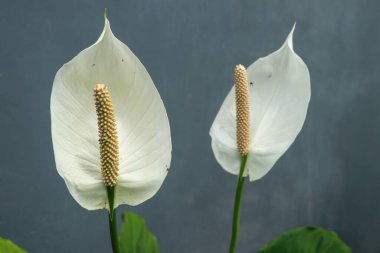 Kala zanteschia ya da Arjantin nilüferlerinin bitki ve çiçeklerine yakın çekim. Gri arkaplanda zambaklar.