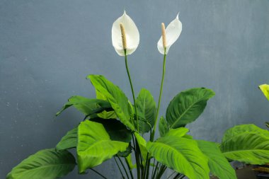 Kala zanteschia ya da Arjantin nilüferlerinin bitki ve çiçeklerine yakın çekim. Gri arkaplanda zambaklar.