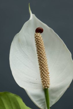 Beyaz zambaklar, siyah arka planda, yumuşak odaklı. Beyaz bir zambak çiçeğinin üzerinde sürünen küçük bir salyangoz..