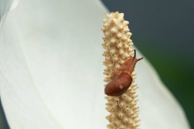 Üzerinde küçük kırmızı bir böcek olan beyaz bir zambak yakın çekim. Küçük bir salyangoz zambak üzerinde sürünüyor..