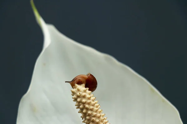 Üzerinde Küçük Kırmızı Bir Böcek Olan Beyaz Bir Zambak Yakın — Stok fotoğraf