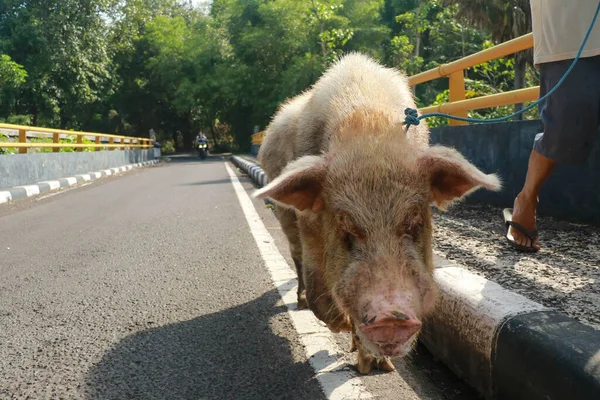 돼지들은 시골 길을 걷고 있다. 시골 풍경 — 스톡 사진