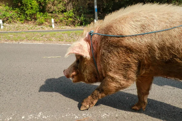 더러운 젊은 돼지들이 길을 걷고 있습니다. 어느 여름날, 마을에서 — 스톡 사진